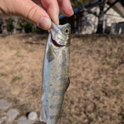 ウキ釣りで数稼ぎ